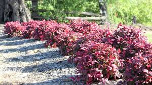Low nutrition may result in yellow foliage. Blush Nandina Is A Low Shrub With Red New Growth For Most Of The Year Ozbreed Hardy Exotic Range Youtube