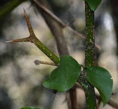 Image result for Triplochiton zambesiacus