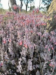 Image result for Kalanchoe fedtschenkoi
