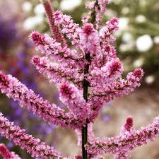 Image result for Limeum sulcatum