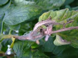 Image result for tomato seedling botrytis