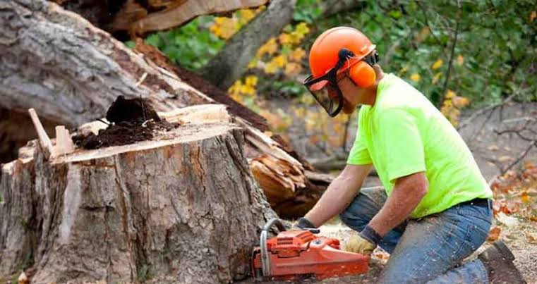 Branch removal service clearing unwanted branches