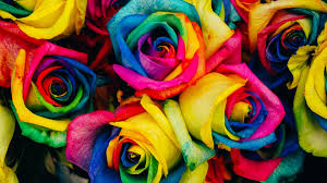 rainbow roses wallpapers on wallpaperplay
