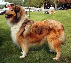 The Six Best Dog Breeds For First Time Owners Orvis News Dog Breeds Best Dog Breeds Large Dog Breeds