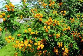 Buddleja Globosa And Araucana