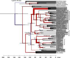 Image result for Hydrostachys insignis