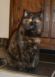 Tortoise Shell British Shorthair British Shorthair Cats Cat Cuddle British Shorthair