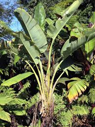 Orinoco banana trees are somewhat cold tolerant. Foolproof Winter Hardy Tropical And Temperate Plants Hgtv