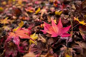 We did not find results for: Page 2 Nara 1080p 2k 4k 5k Hd Wallpapers Free Download Sort By Relevance Wallpaper Flare