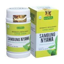 Petik beberapa daun sambung nyawa (gynura procumbens) belakang rumah, buat jamu, tumisan & trancam. Jual Griya Herba Sambung Nyawa Penderita Lemak Darah Herbal Terbaru Juni 2021 Blibli