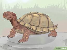 It was found on the road and is only about 2 inches in size. 3 Easy Ways To Identify Turtles Wikihow