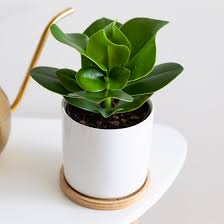 Their stems have expanded into green succulent structures containing the chlorophyll necessary for life and growth, while the leaves nearly all species of cacti have a bitter sometimes milky sap contained within them. How To Grow And Care For The Autograph Tree