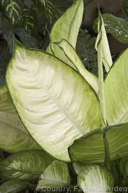 Pin On Cordyline Dracaena Aglaonema Diefenbachia