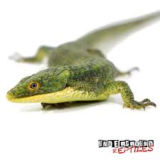 Mexican Alligator Lizards For Sale Underground Reptiles Underground Reptiles Lizards For Sale Reptiles