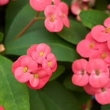 Image result for Euphorbia plenispina