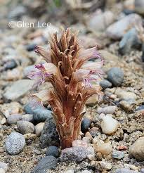 Image result for Orobanche