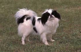 There are the very famous companion dog and found mainly in grey, black and tan coat. Long Haired Dogs Small Medium Large Breeds List Petaddon