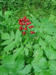 Berries or nuts in pods and bulbs. Red Berries Edible Or Not Edible Gettystewart Com