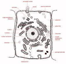 The constituents of animal cells are structures like centrioles, cilia and flagella and. Draw And Label The Animal Cell Class 11 Biology Cbse