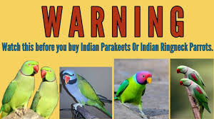 Traffic Helps To Claw Back Illegal Parrot Trade In India - Wildlife Trade  News From Traffic