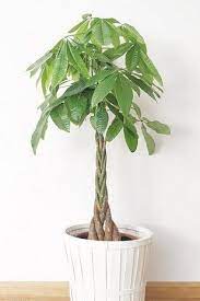 15 Beautiful House Plants That Can Actually Purify Your Home House Plants Air Cleaning Plants Plants