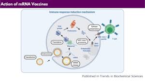 In fact, the step that ultimately allowed. Cuhk Medicine On Twitter Q Will Mrna Vaccines Alter Or Modify Our Dna A No It Cannot Change Your Dna In Any Way How Do Mrna Vaccines Work In Depth Study By Prof