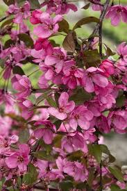 Does your flower resemble this? 9 Trees For Small Yards Best Small Trees For Privacy And Shade