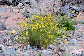 Image result for Senecio pachyrhizus