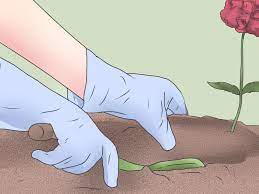 Keep the soil moist but not soggy until seeds germinate. How To Grow Poppies With Pictures Wikihow