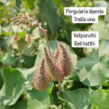 Image result for Pergularia daemia