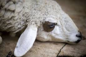 Hinggakan ada yang membeli yang siap berzip sahaja. Perlindungan Dan Rawatan Kambing Dari Kutu Ensefalitis Bawaan Susu Dan Kutu Cara Merawat Kambing Memerah Susu Dari Kutu