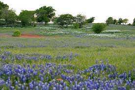 Order flowers online 24 hours a day, 7 days a week. Texas Blackland Prairies Wikipedia
