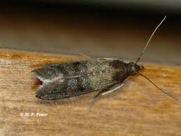 Because of this, it can make these closet moths almost impossible. Clothes Moths Entomology