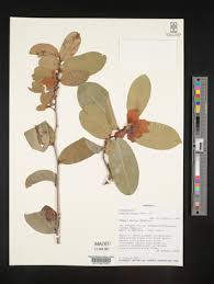 Image result for Uvaria leptocladon