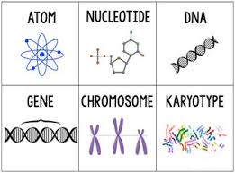 Levels Of Biological Organization From Smallest To Largest Ppt Genetics Levels Of Organization Inb Genetic Counseling Genetics Guidance Lessons