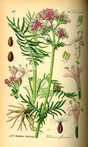 Image result for Valerianaceae