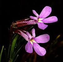 Image result for Lobelia chireensis