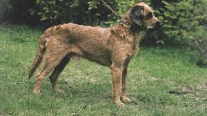 Image result for štýrský brakýř