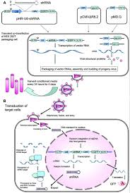 Maybe you would like to learn more about one of these? Stable Gene Silencing In Human Monocytic Cell Lines Using Lentiviral Delivered Small Interference Rna Journal Of Biological Chemistry
