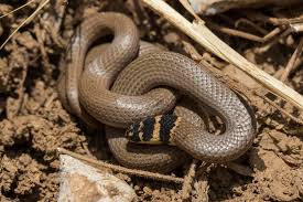 Image result for Rinorea elliptica