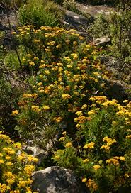 Image result for Schistostephium oxylobum