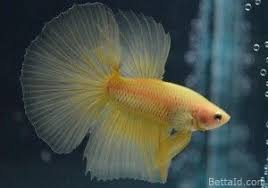 Jual Ikan Cupang Halfmoon Yellow Hm20 Betta Id Betta Ikan Cupang Ikan