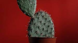 Aug 01, 2019 · 35+ terbaik untuk kata bijak tentang kaktus. 36 Kata Kata Nasihat Keren Dari Tanaman Kaktus Simbol Ketegaran Ragam Bola Com