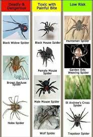 spiders animals common spiders spider identification