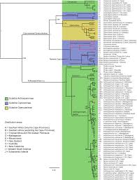Image result for Anthospermum usambarense