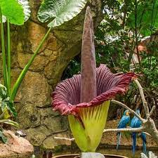 Ghim Của Linda Davis Tren The Corpse Flower And Some Others