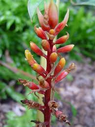 Image result for Renealmia africana