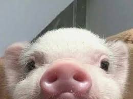 Justcutepigs Hello I Am Pig Cute Baby Pigs Cute Piglets Animals