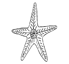 Estrella De Mar Colorear
