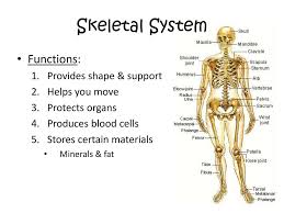 The body system will interact to ensure that the body functions and grows. What Body Systems Allow A Person To Sneeze